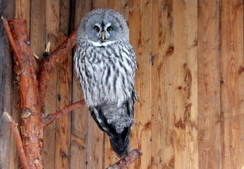 Owl - Free image #486105